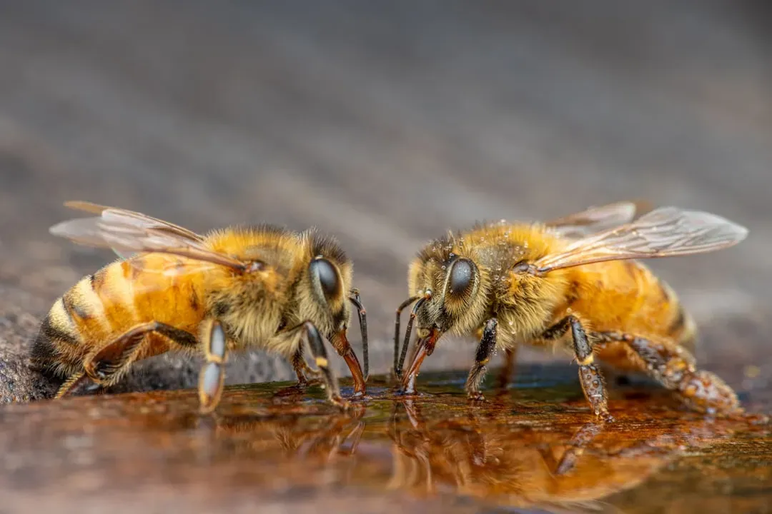 Dancing in the Dark: The Honeybee's Geometric Language (Image Credits: Unsplash)