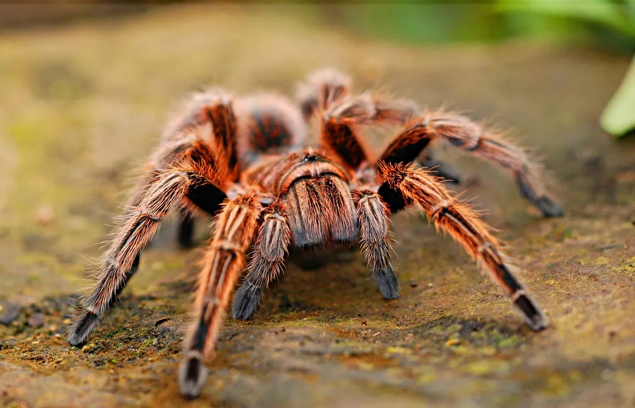 Tarantula Hawks Paralyze Spiders to Feed Their Young From the Inside (Image Credits: Pixabay)
