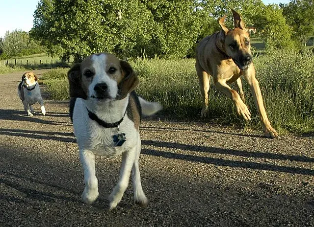 Beagle (Laertes, Flickr, CC BY 2.0)