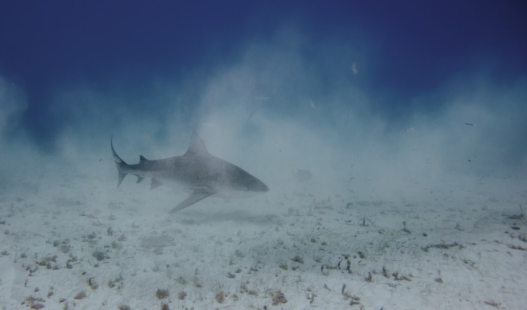 Feeding Frenzy in the Fire Zone (Image Credits: Unsplash)
