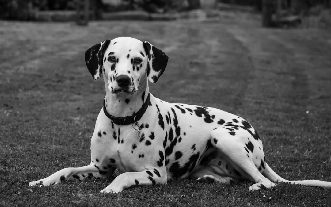 #4 - Dalmatian: The Movie Star With a Hidden Health Secret (Image Credits: Unsplash)