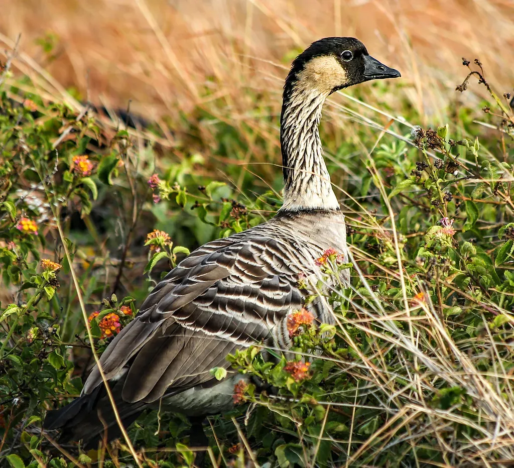Why Hawaii Carries Such a Heavy Burden (Rennett Stowe, Flickr, CC BY 2.0)