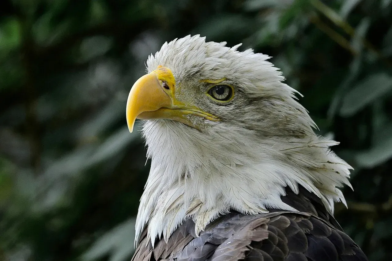 A Nation Rallies for Its Symbol (Image Credits: Pixabay)