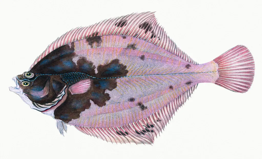 Flounder – The Sandy Bottom Blender (Image Credits: Flickr)