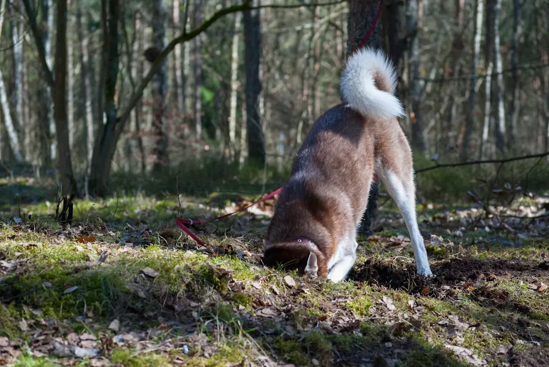 4 - Digging: Instinctual or Behavioral? (Image Credits: Unsplash)