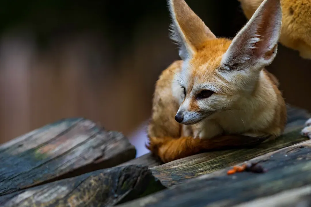 The Bat-Eared Fox: Nature's Radar System (Image Credits: Unsplash)