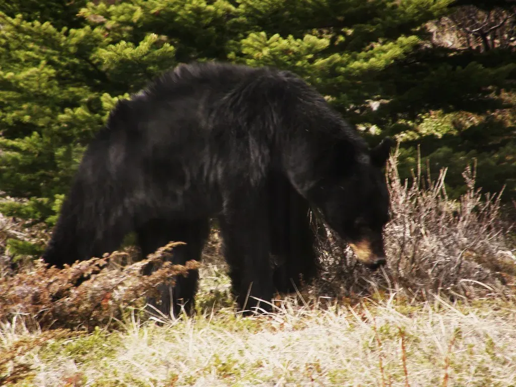 Bears: The Surprising Debate About What Counts as "True" Hibernation (Nick Goodrum Photography, Flickr, CC BY 2.0)