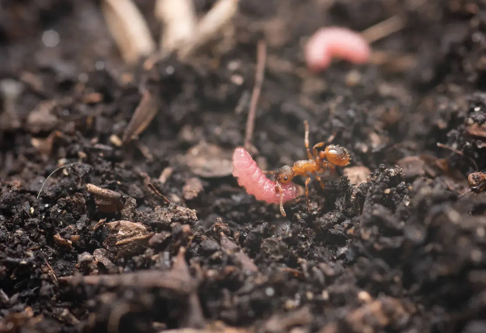 How Caterpillars Actually Make These Sounds (Image Credits: Vibrant Lab, Torino)