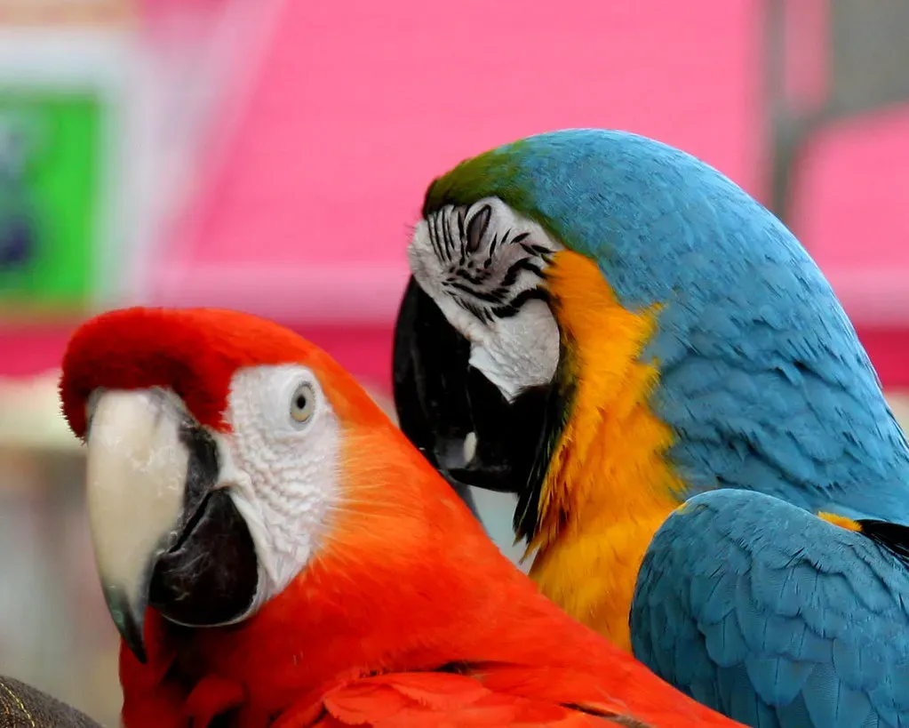 2. Macaws: The Colorful Giants With Century-Long Potential (Image Credits: Flickr)