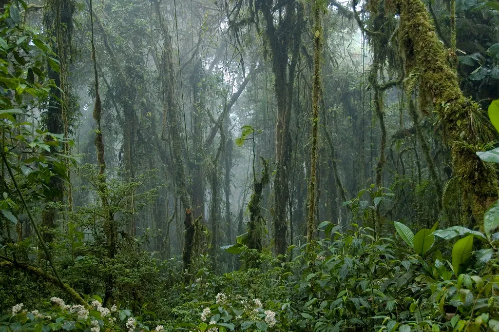 Monteverde, Costa Rica (travelmag.com, Flickr, CC BY 2.0)