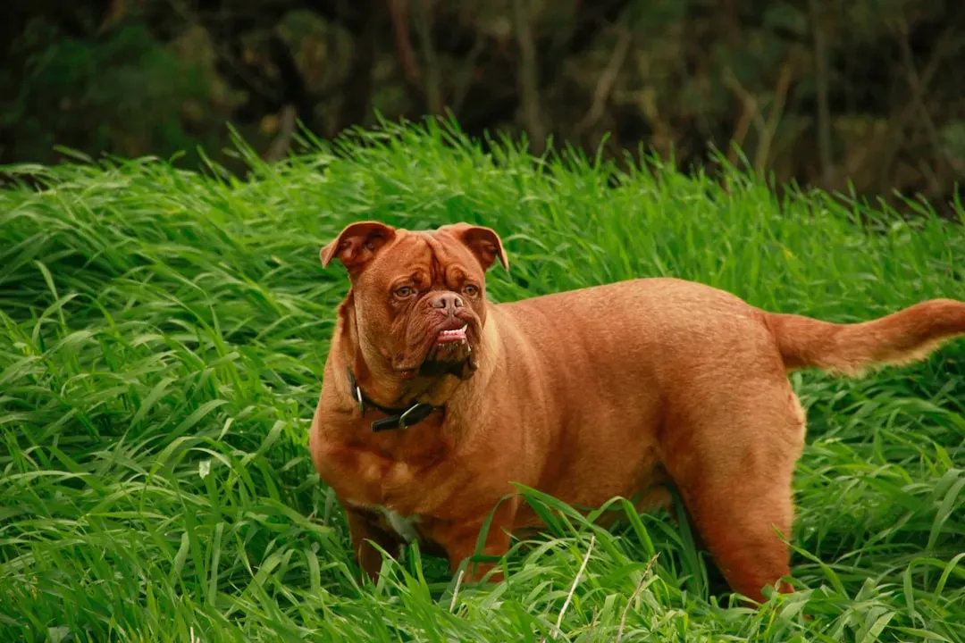 10. Mastiff (and Bullmastiff) (Image Credits: Unsplash)