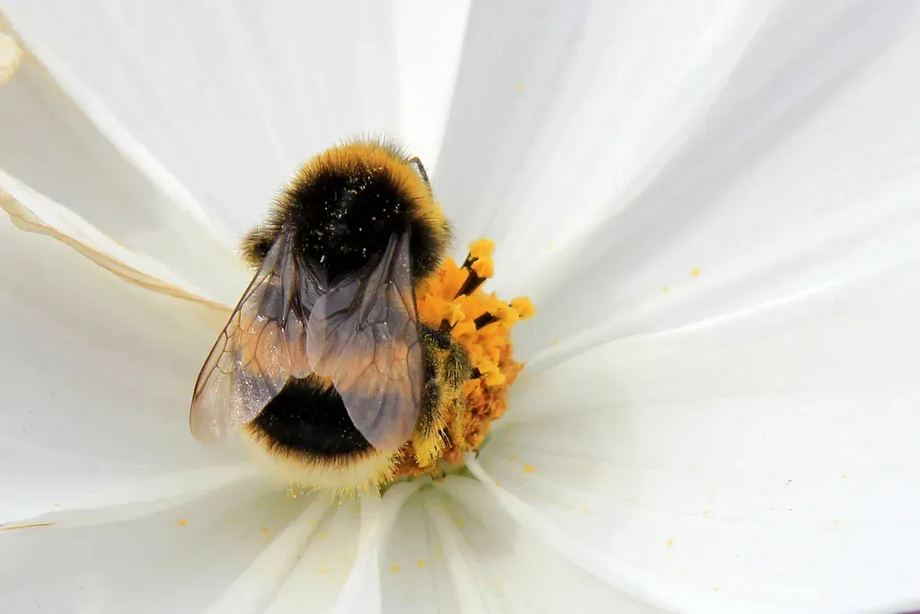 What New Science Is Still Discovering About the Dance (Karen Roe, Flickr, CC BY 2.0)