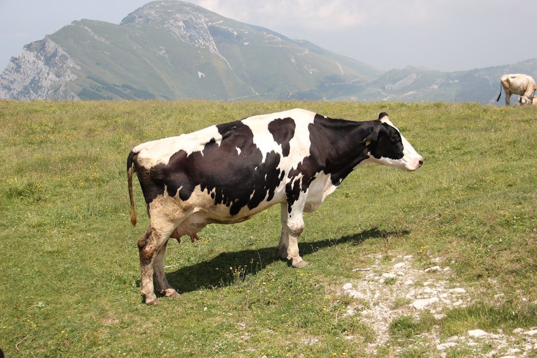 Taurus: The Nurturing Cow (Image Credits: Unsplash)