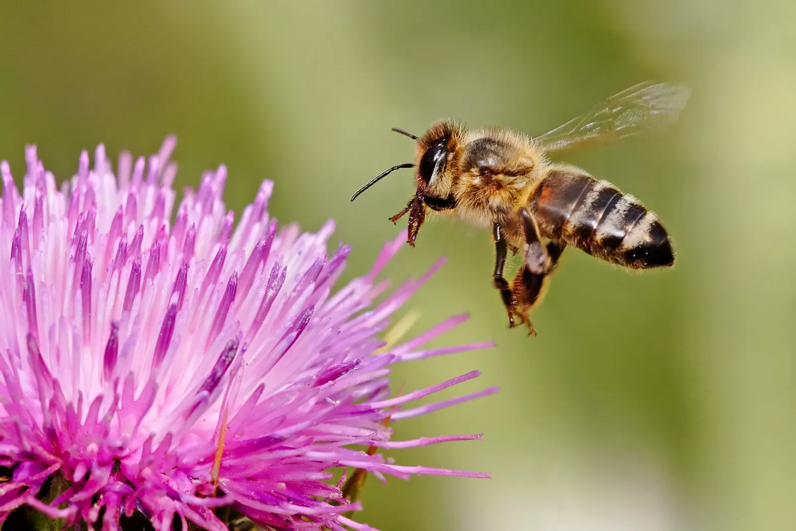 More Than Just Honeybees Are Doing the Work (Image Credits: Wikimedia)