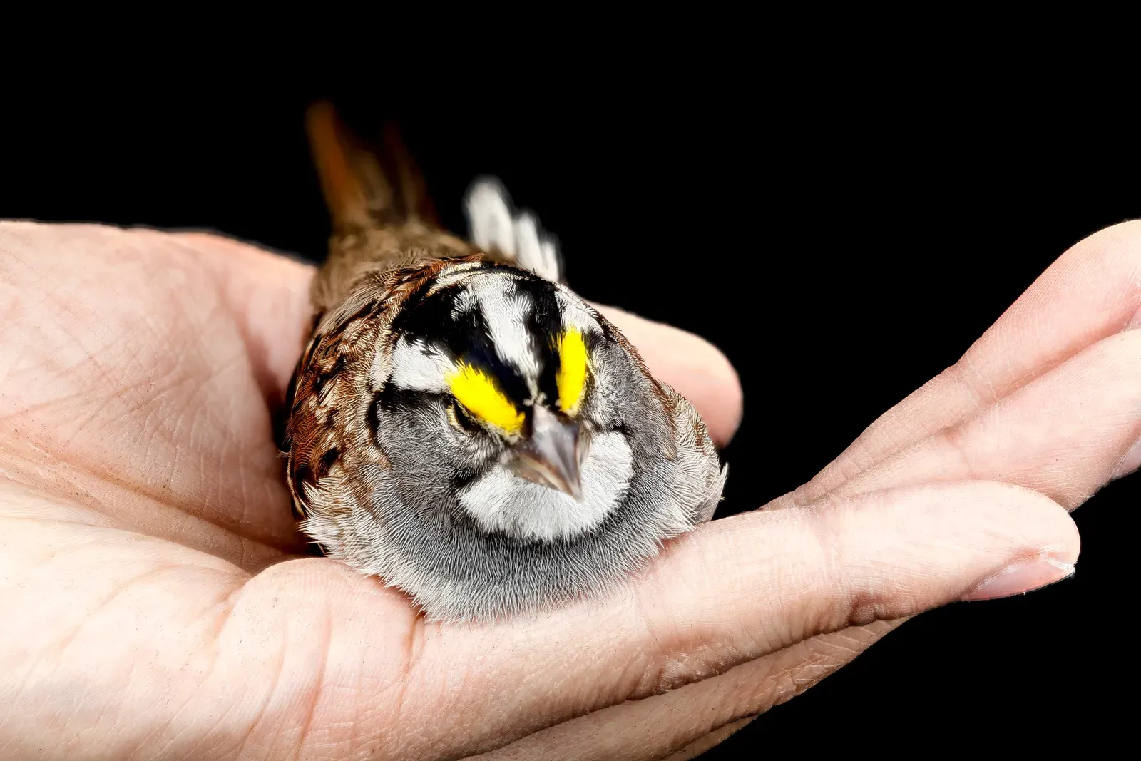 #5. What Cities and Scientists Are Doing About It (Zonotrichia albicollis,Bird hand_2013-02-28-10.47, Public domain)