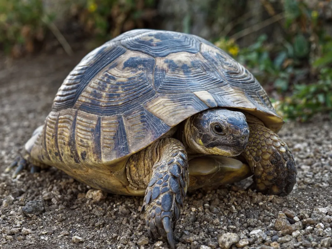 9. Desert Tortoise: A Slow Lifer in a Fast‑Changing Desert (Image Credits: Unsplash)