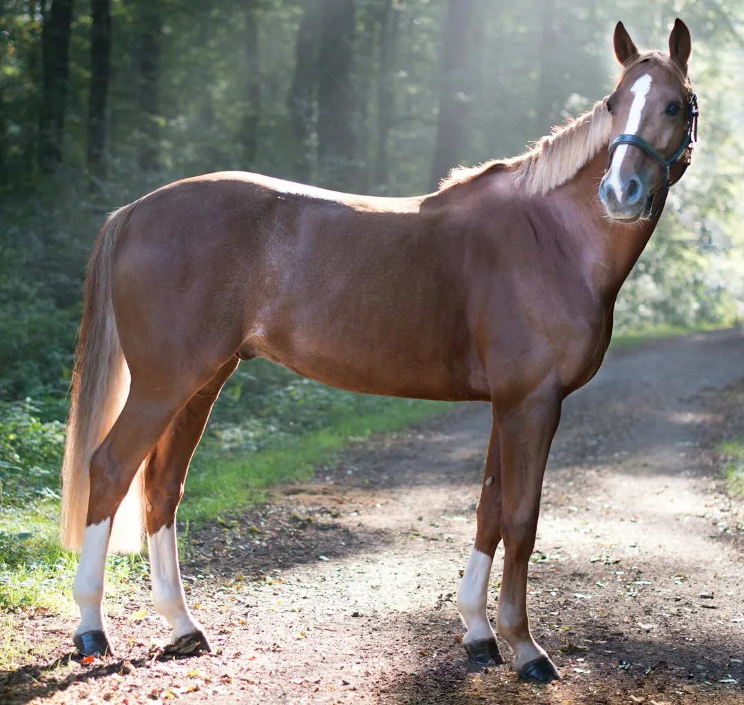 #12 - Paso Fino and Other Hot Gaited Breeds (Image Credits: Unsplash)
