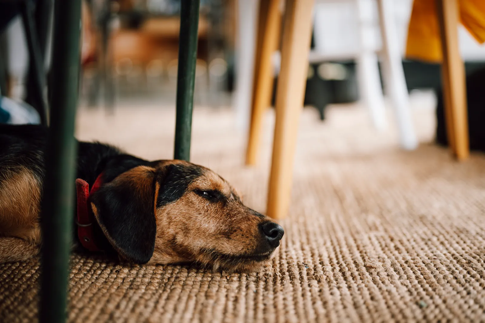 #6 - They Sleep Deeply in Vulnerable Spots (By Shixart1985, CC BY 2.0)