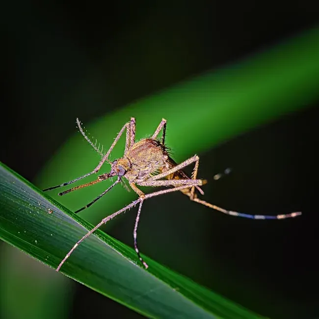 Mosquitoes, Wasps, and Stinging Insects in the Urban Landscape (Image Credits: Pexels)