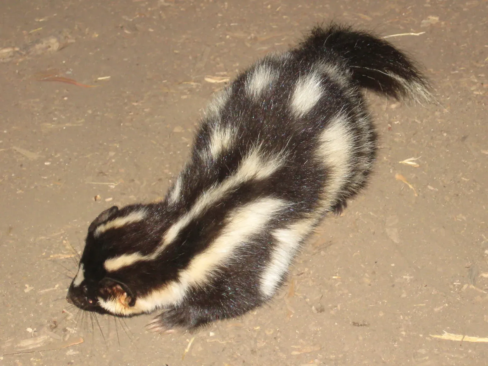 #7: One Species Can Do a Handstand (By Brian Kentosh, Public domain)