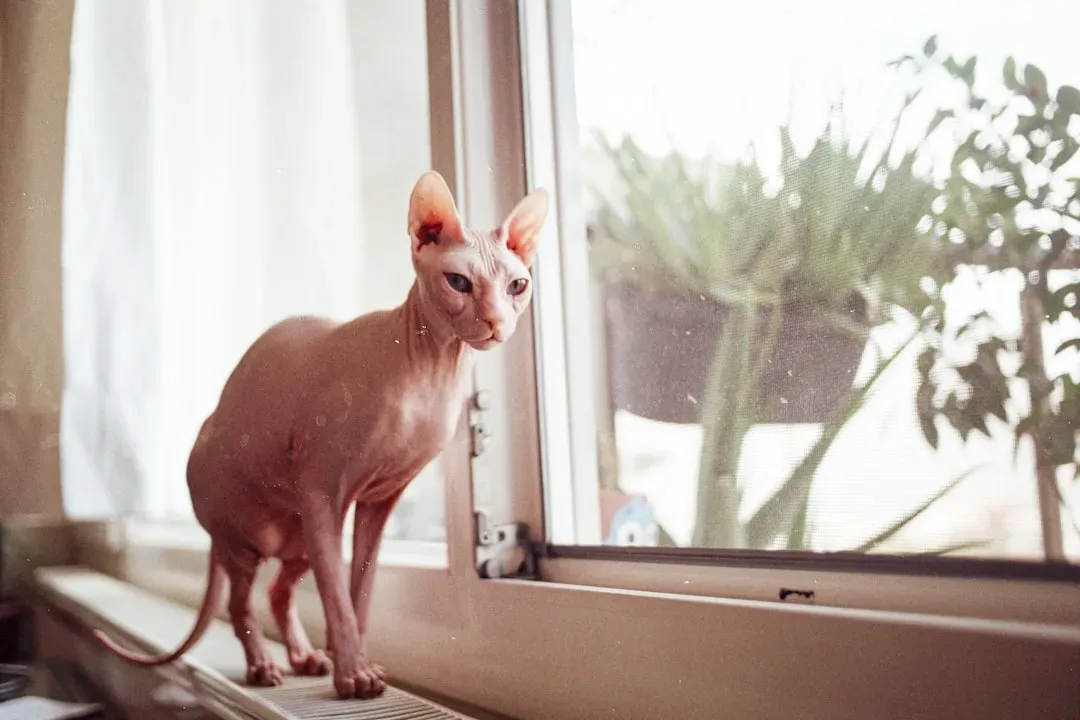 ENTP: The Cornish Rex (Image Credits: Unsplash)