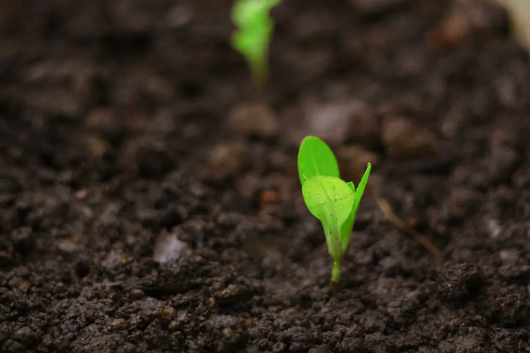#9 - Seedlings Need "Hardening Off" or They'll Collapse (Image Credits: Unsplash)