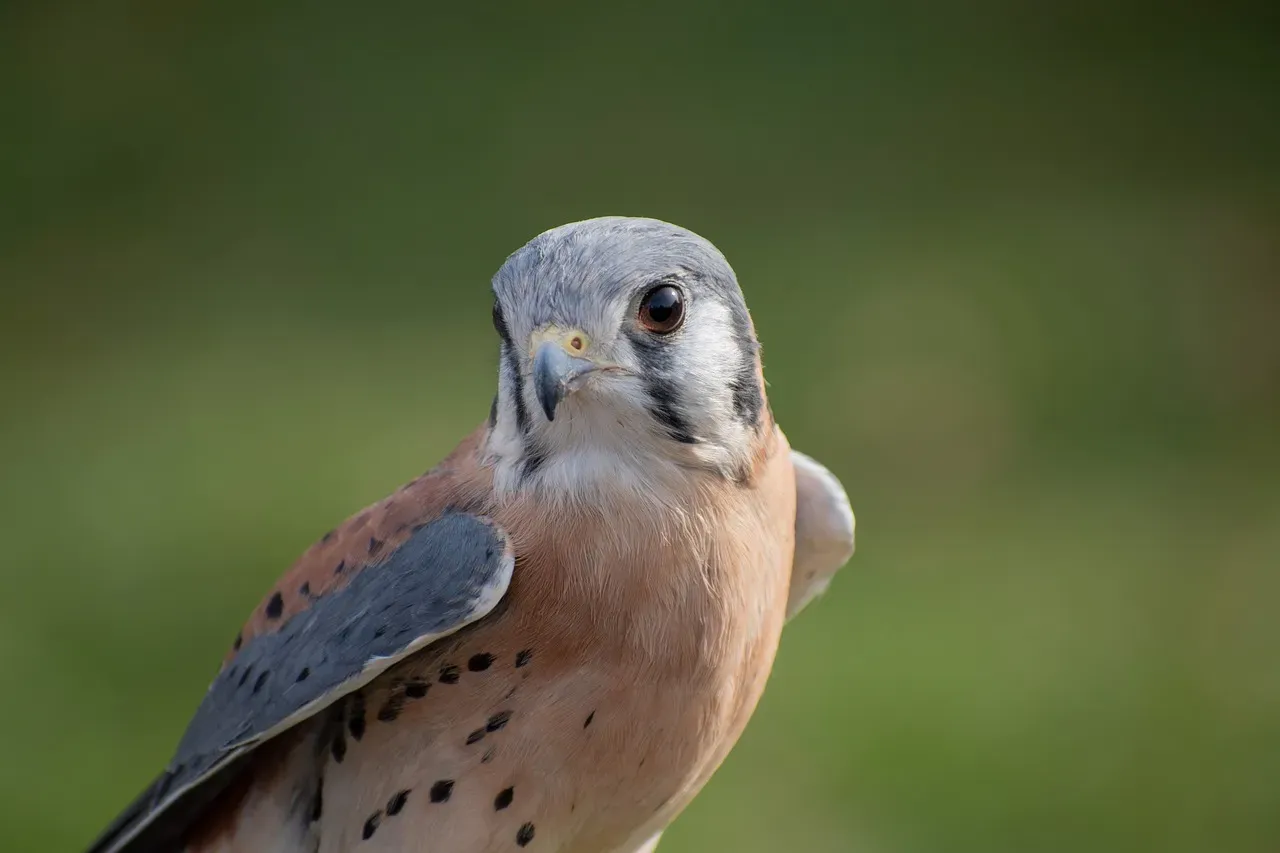 Gemini (May 21 – June 20): The American Kestrel (Image Credits: Pixabay)