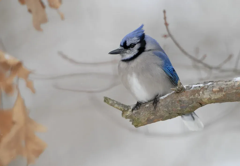 8. Blue Jay: The Hawk Impersonator (Image Credits: Flickr)