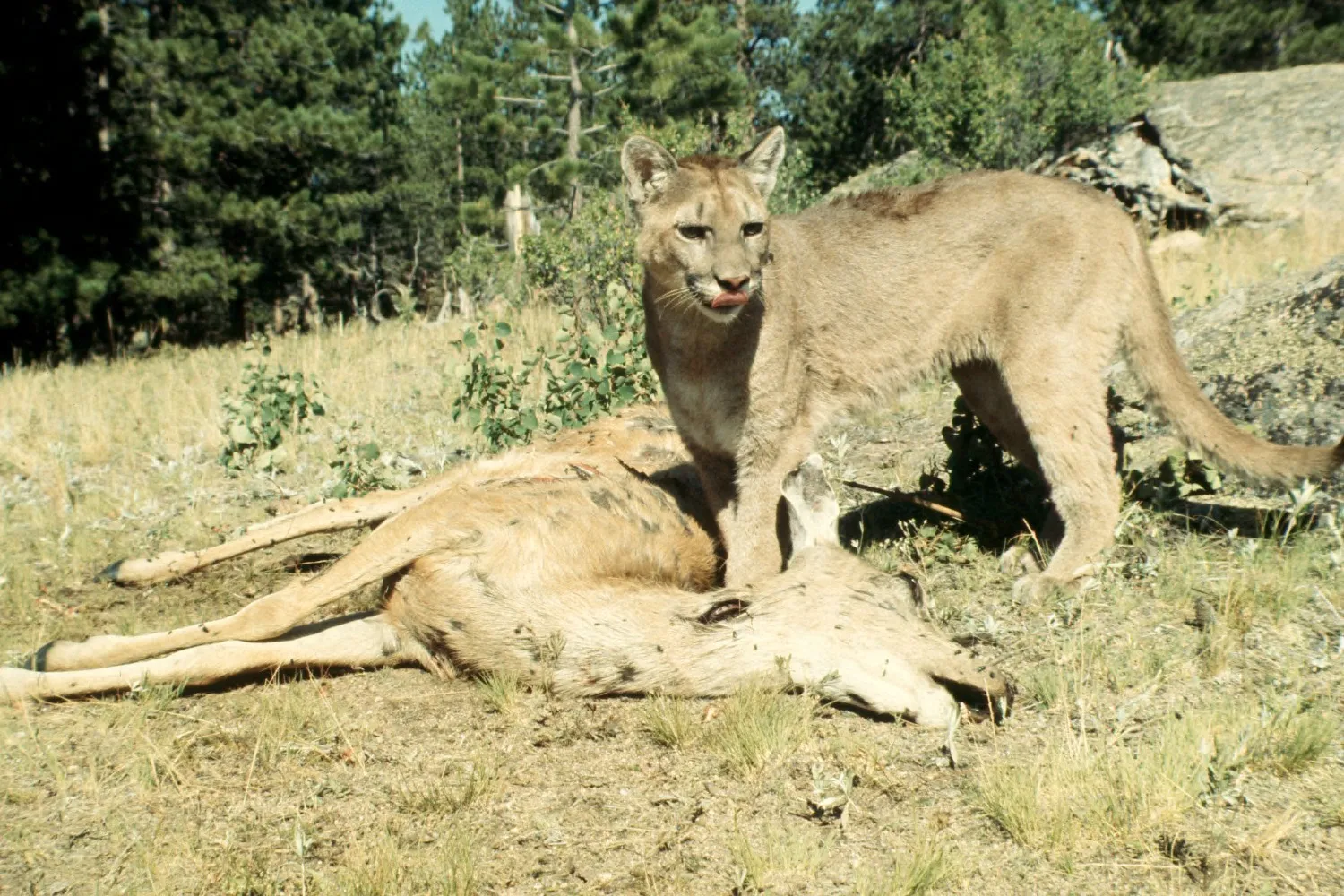 7. Solitary instincts run deeper than territory alone (This file was contributed to Wikimedia Commons by Colorado State University Libraries as part of a cooperation project. The donation was facilitated by the Digital Public Library of America, via its partner Plains to Peaks Collective.
Record in source catalog
DPLA identifier: a4d814991942b12e187059e6aa5512f6, CC BY-SA 4.0)
