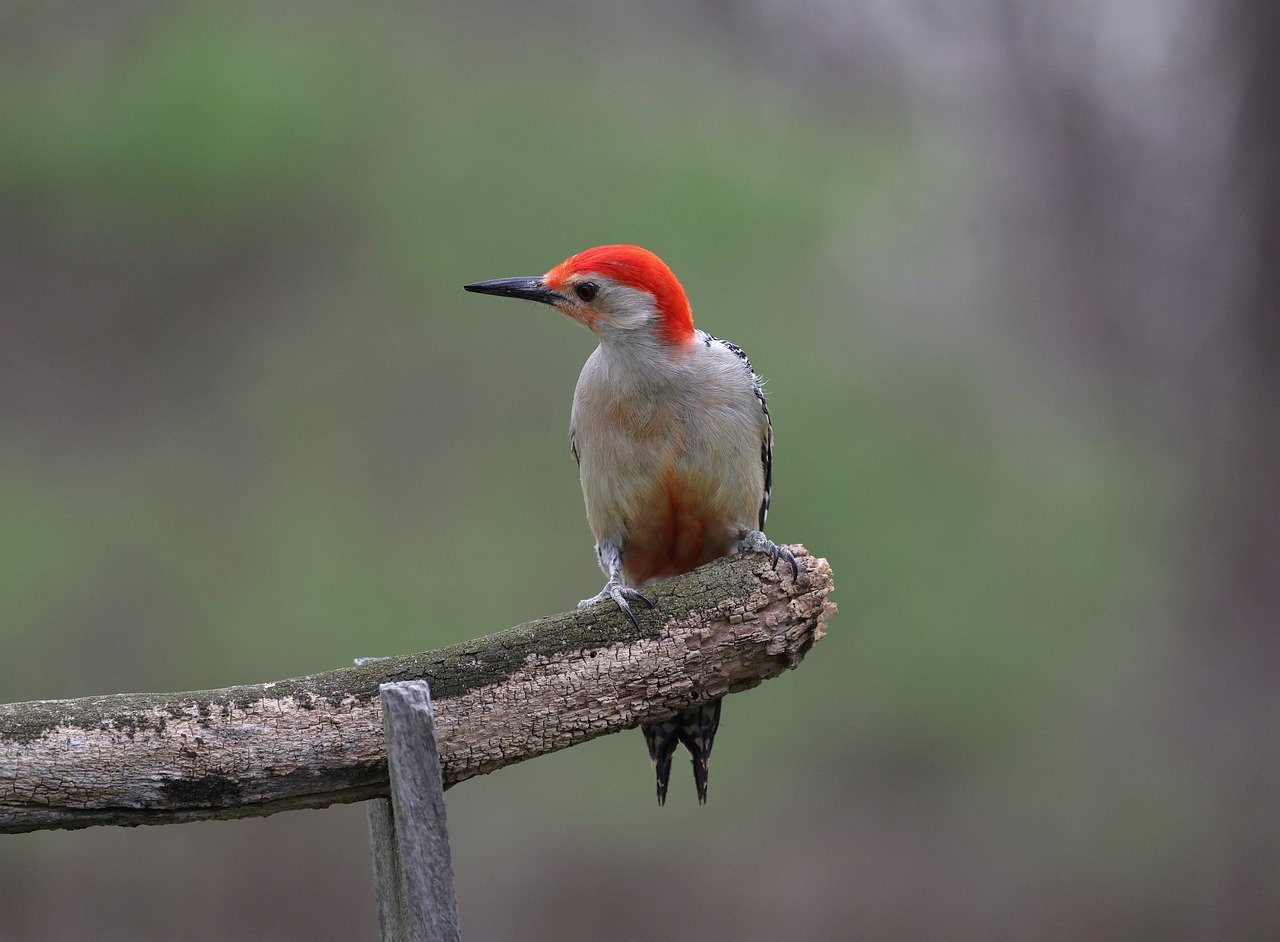 Red-Cockaded Woodpeckers: Ecosystem Engineers Return (Image Credits: Pixabay)