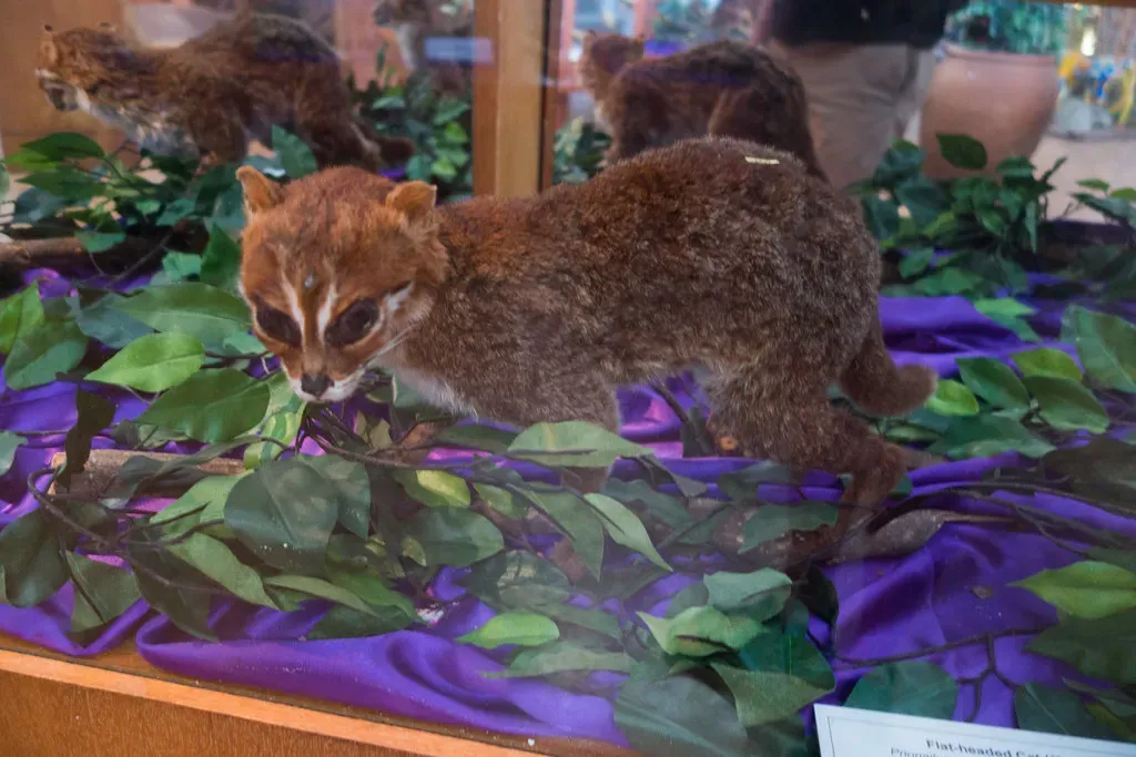 What Conservation Is Doing - and What Still Needs to Happen (Image Credits: Flickr)