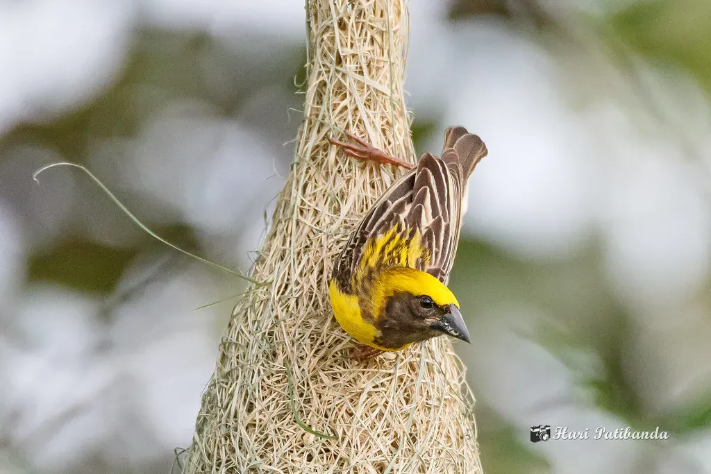 The Baya Weaver: Engineering a Predator-Proof Palace, One Trip at a Time (Hari K Patibanda, Flickr, CC BY 2.0)