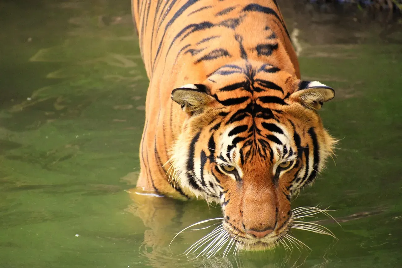 1. Baloo the Bear, Leo the Lion, and Shere Khan the Tiger (Image Credits: Pixabay)