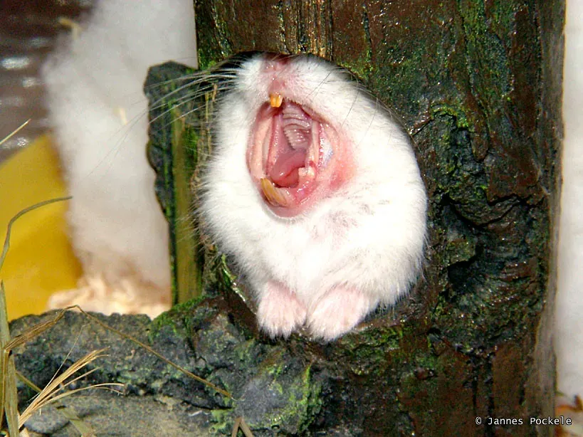 #4: They Yawn, Stretch, and Just Lounge Around (jpockele, Flickr, CC BY 2.0)