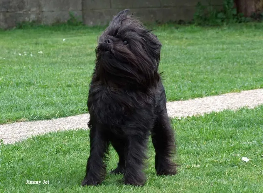 #21. Affenpinscher (CC BY 3.0)