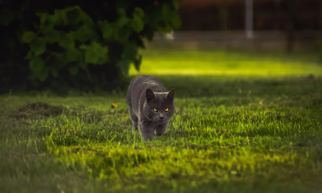 14. More Startling, Jumpiness, Or Night-Time Spooks (Image Credits: Unsplash)