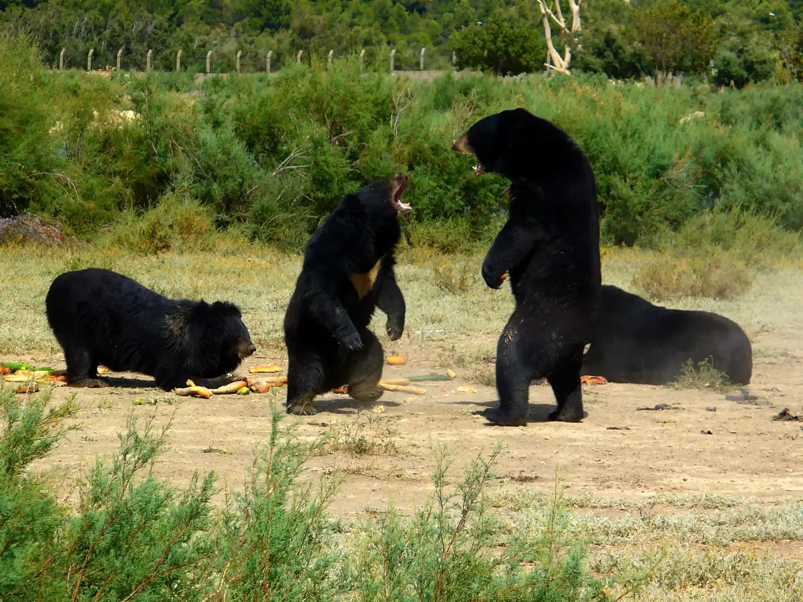 Trail Cameras Are Capturing What Was Once Unimaginable (By H. Zell, CC BY-SA 3.0)