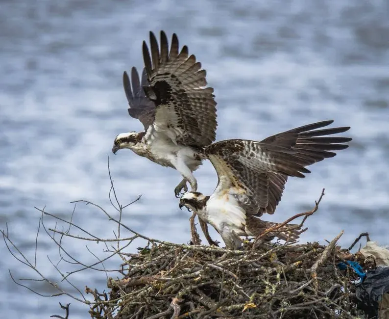 #6 - Ospreys Rebuild on the Same Platform Every Single Year (Image Credits: Pexels)