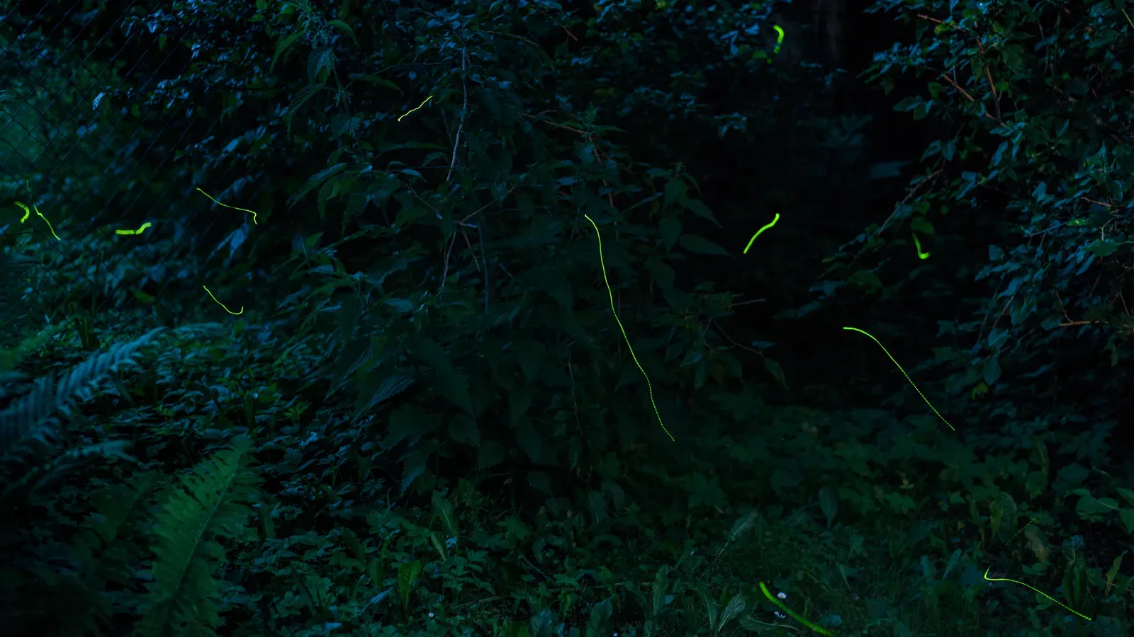 A Small Light Worth Protecting (Fireflies, CC BY 2.0)