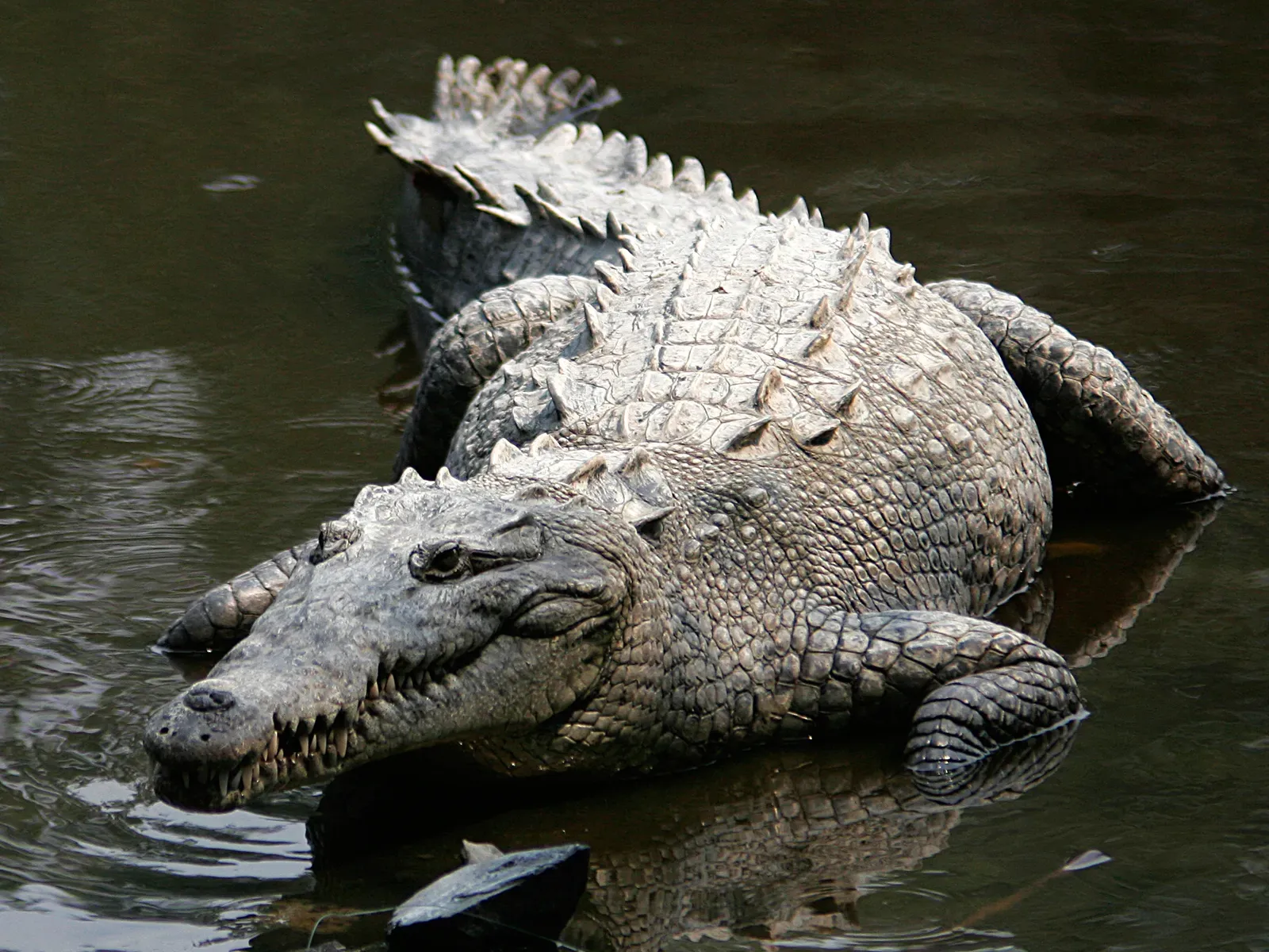 A Remarkable Recovery Story (Image Credits: Wikimedia)
