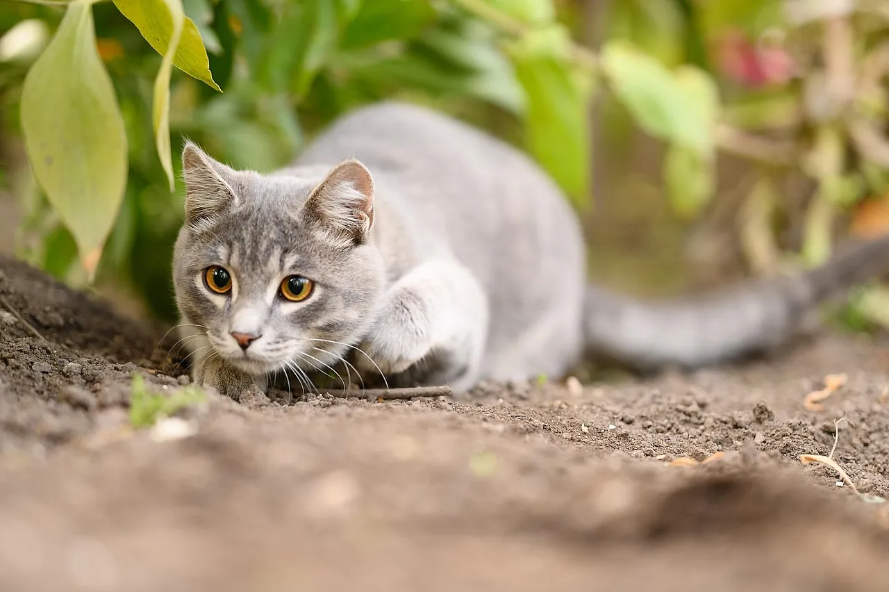 #5 - Playtime Is a Hunting Simulation, Not a Round of Fetch (Image Credits: Pixabay)
