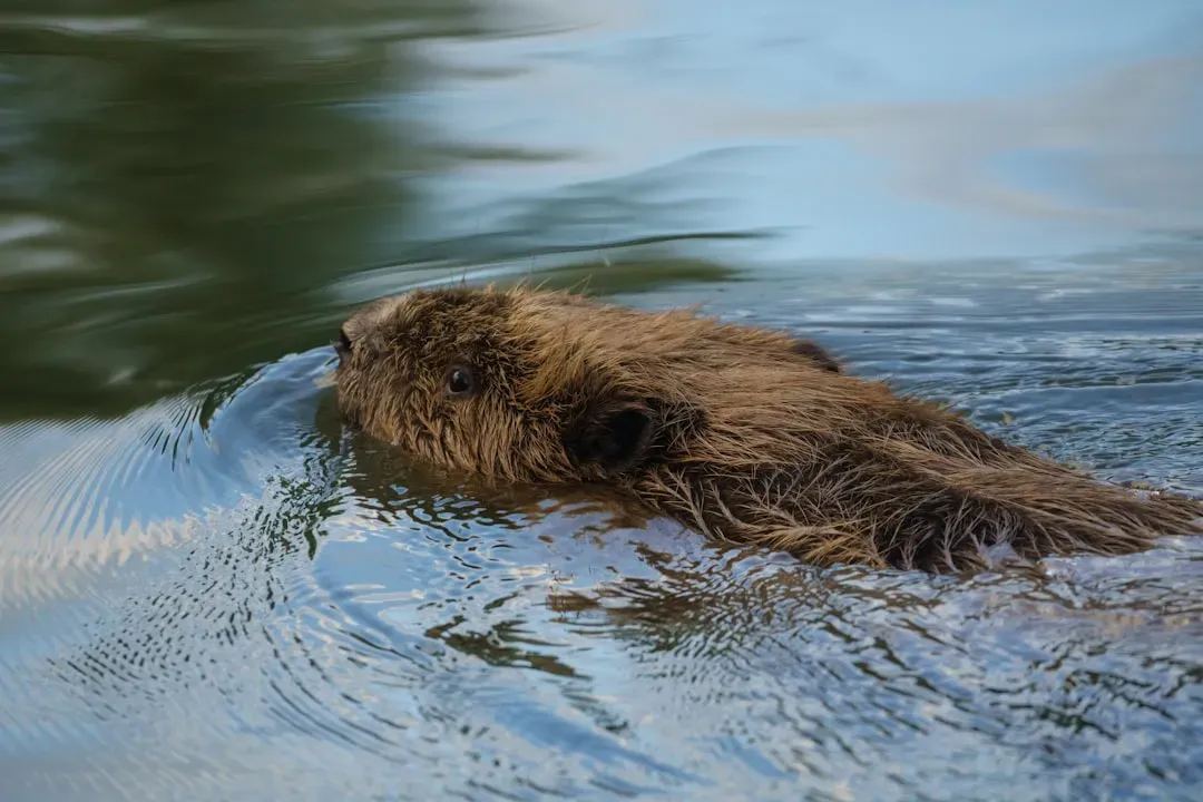 #10 - They Climb Trees and Swim. Yes, Really. (Image Credits: Unsplash)