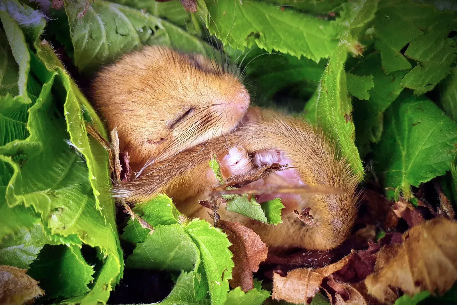 A Creature Unlike Any Other in the British Isles (Image Credits: Michael Walker)