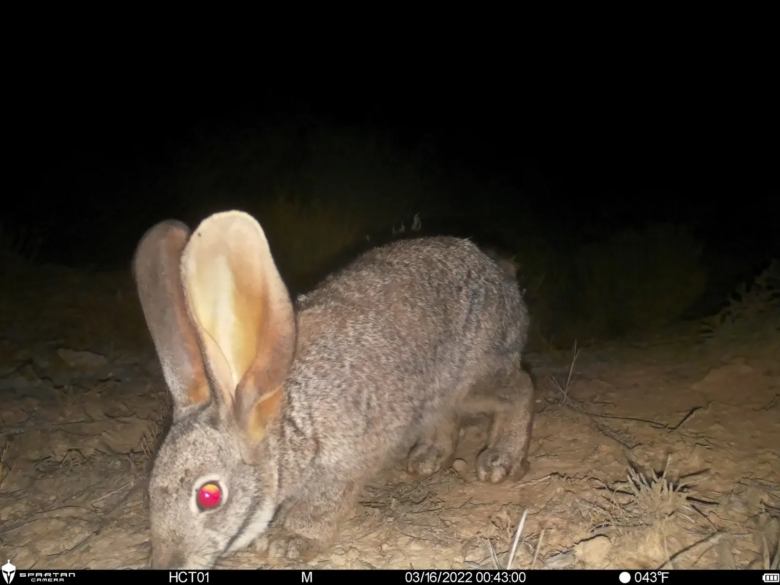 The Riverine Rabbit: South Africa's Rarest Bunny (Image Credits: Wikimedia)