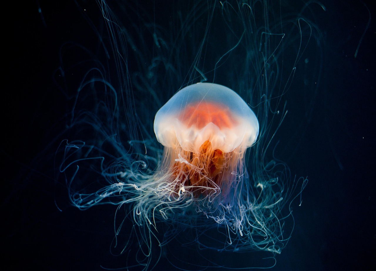 Living Light Shows That Defy Explanation (Image Credits: Pixabay)