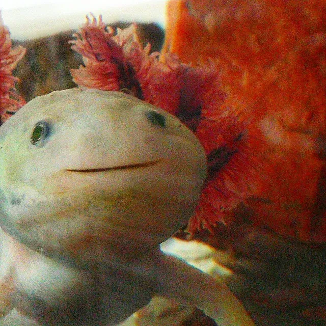 An Incredible Coloring Range and a Signature Smile (Image Credits: Flickr)