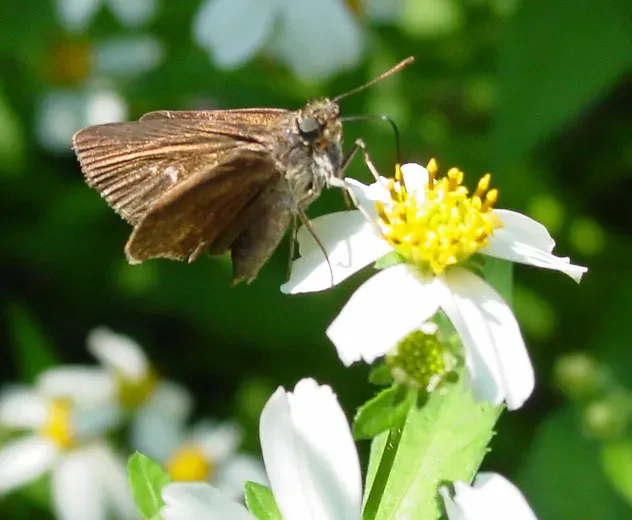 The Twins: Gemini and the Butterfly's Transformation (Image Credits: Flickr)