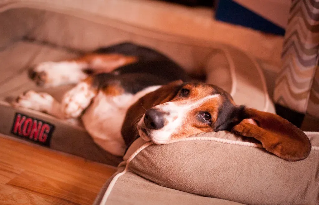 7. Basset Hound: The Laid-Back Lounger (Image Credits: Flickr)