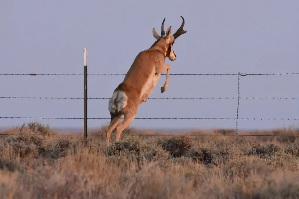 The Border Wall Threatens Their Survival (Image Credits: Flickr)