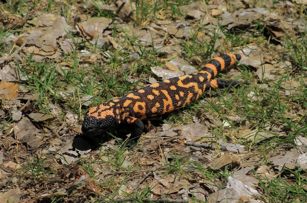 Conservation Status and Future Outlook (Image Credits: Flickr)